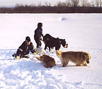 dog boarding and kennels